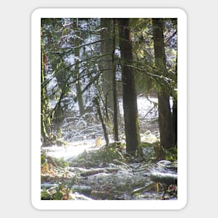 Forest Sun Rays in the  Snow #47 Sticker